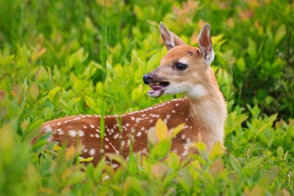 Do Deer Make Noise When Hurt