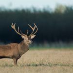 deer hunting